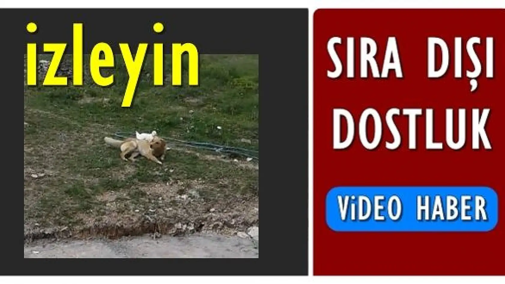 Bartın'da sıra dışı dostluk