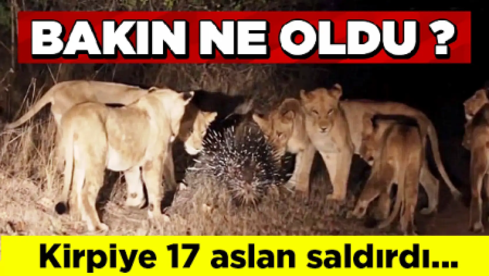 Cesur Kirpi 17 Aslana Karşı Bakın Ne Yaptı?