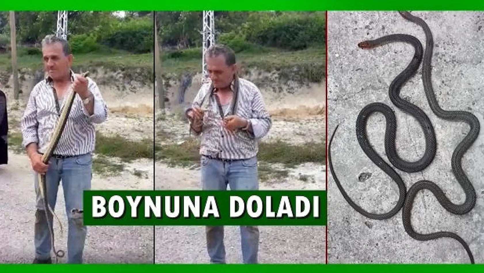 Eliyle yakaladığı 2 yılanı boynuna doladı