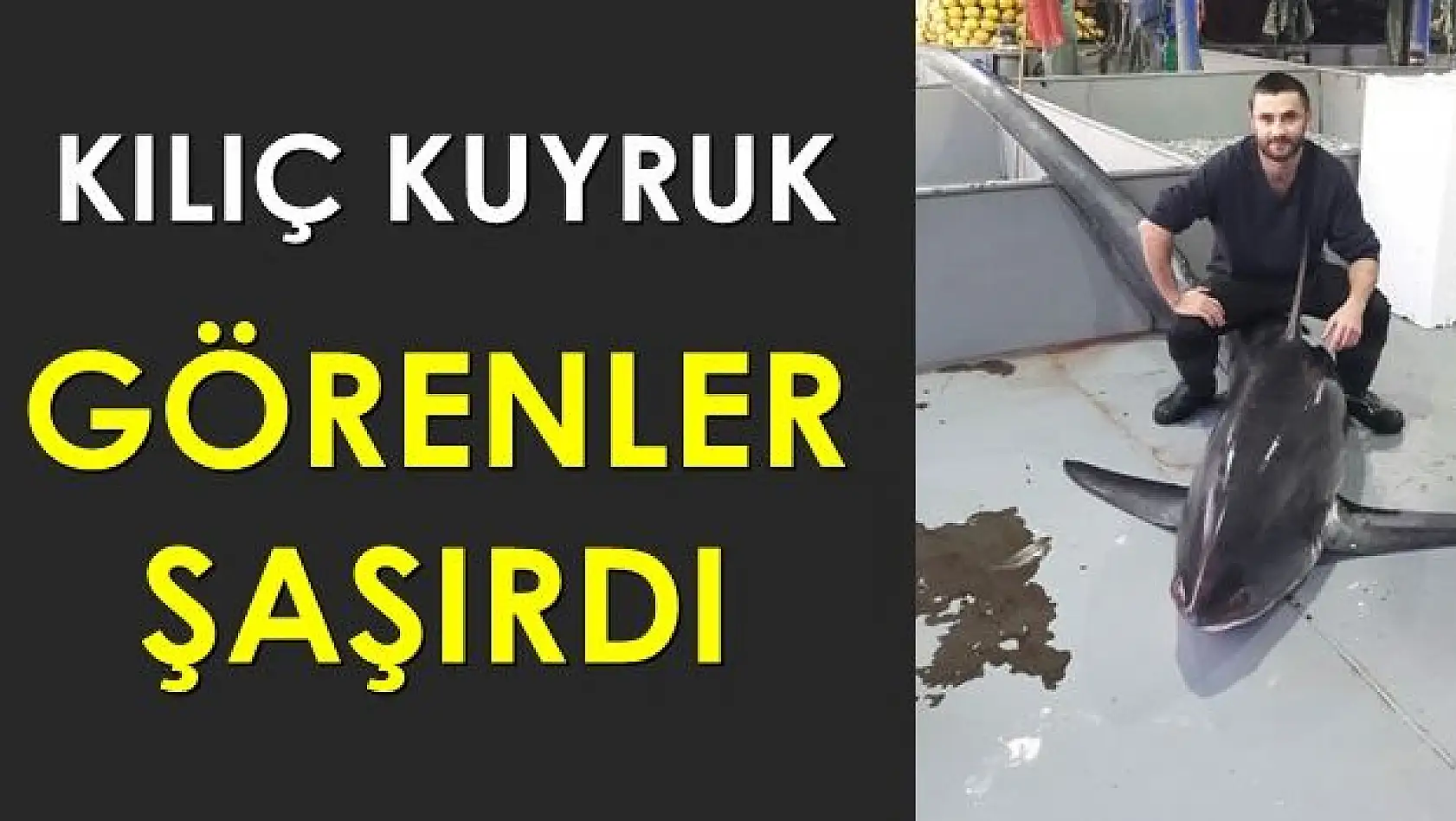 Hamsi avında köpekbalığı yakaladılar