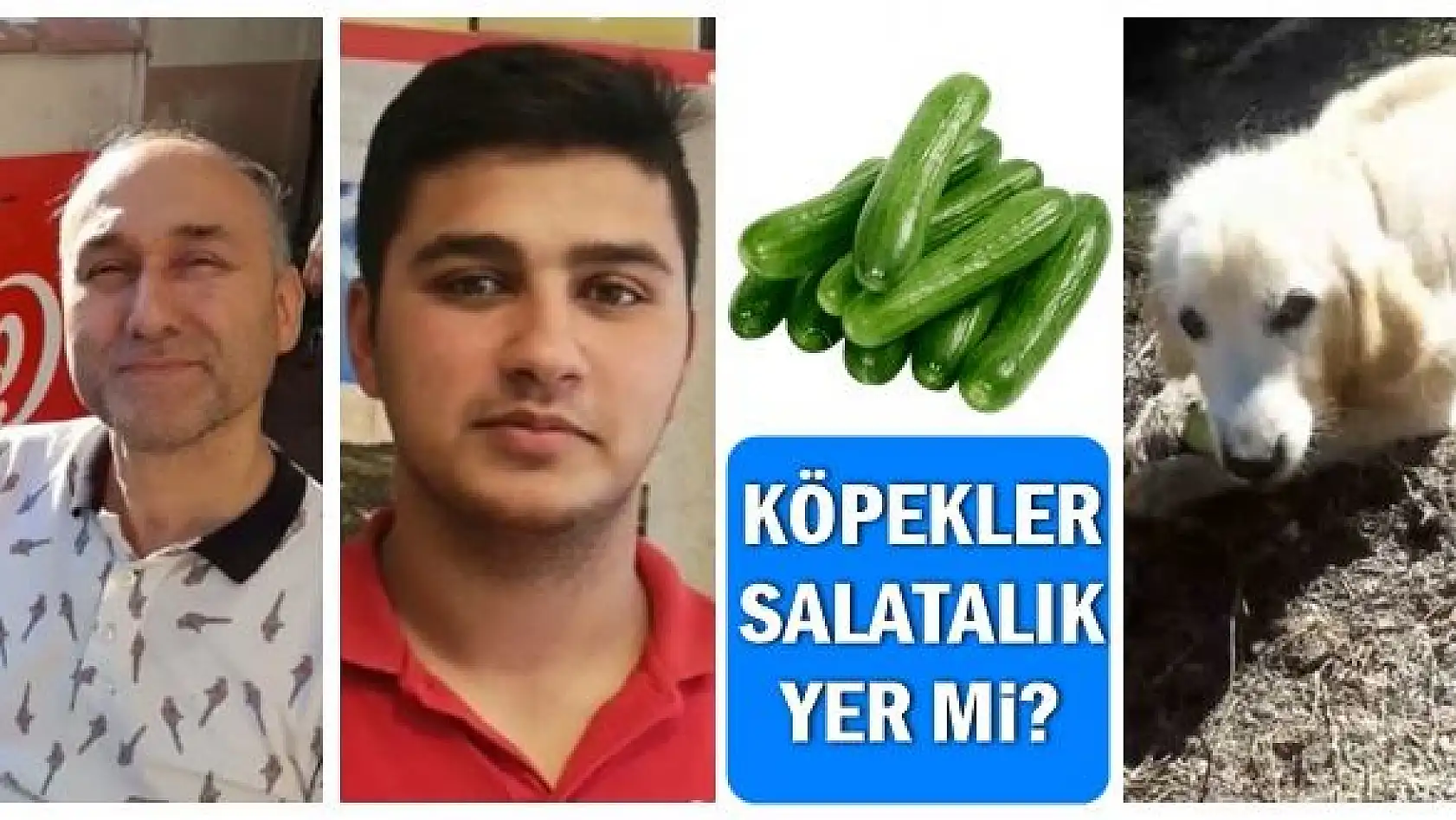 Köpekler salatalık yer mi?