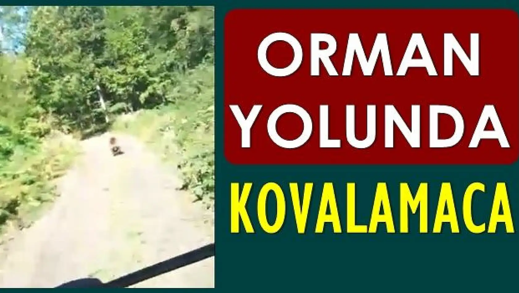 Orman yolunda önlerine ayı çıktı