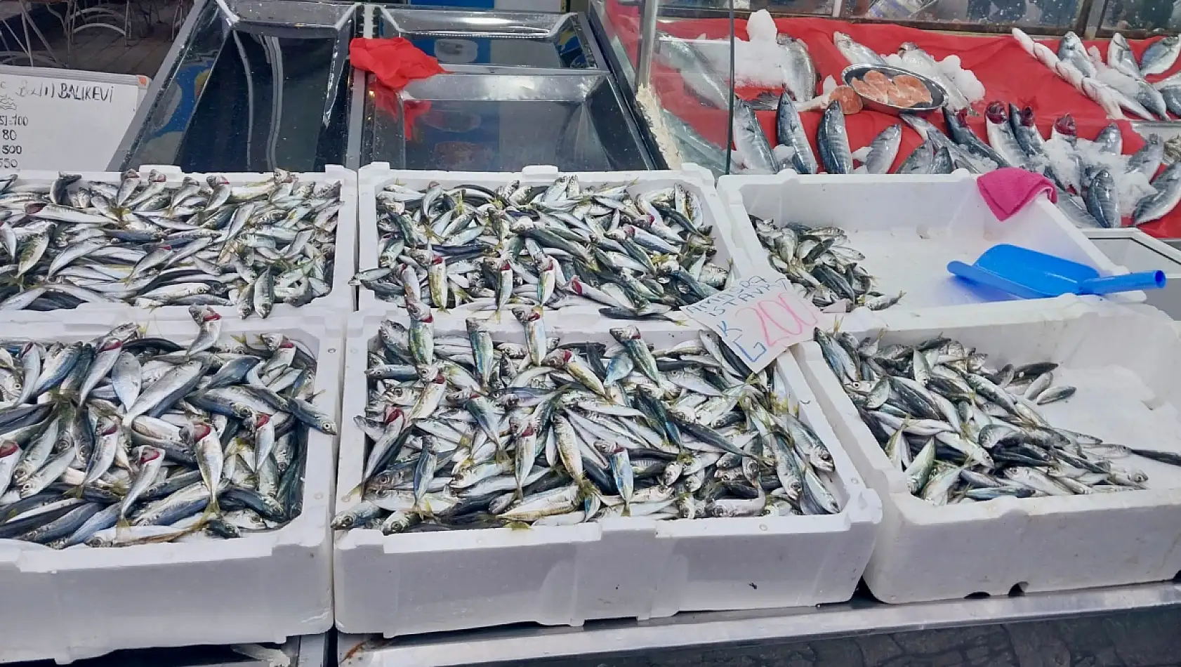 Palamut fiyatıyla fark attı