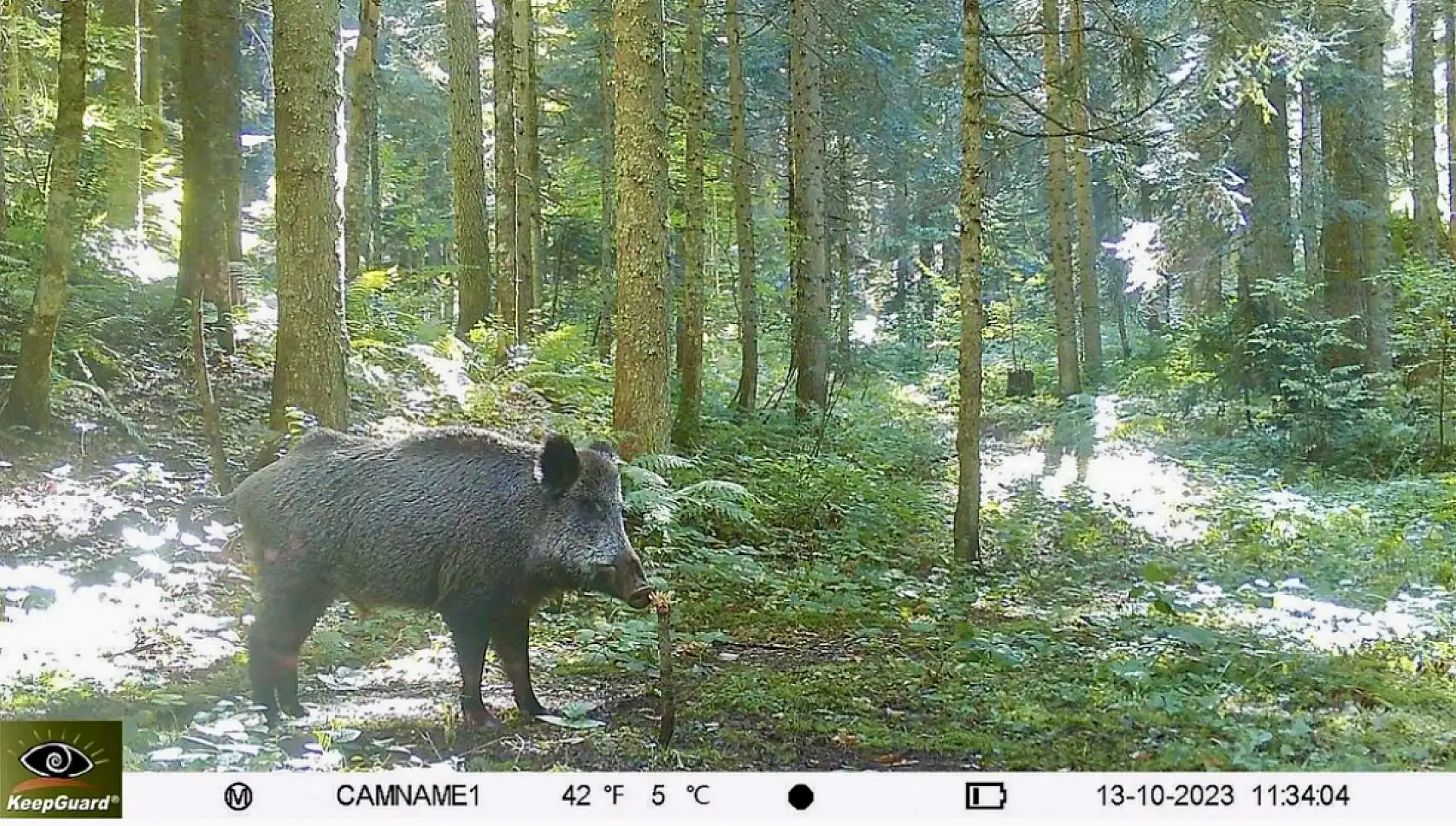 Bartın'da ilk defa götüntülendi
