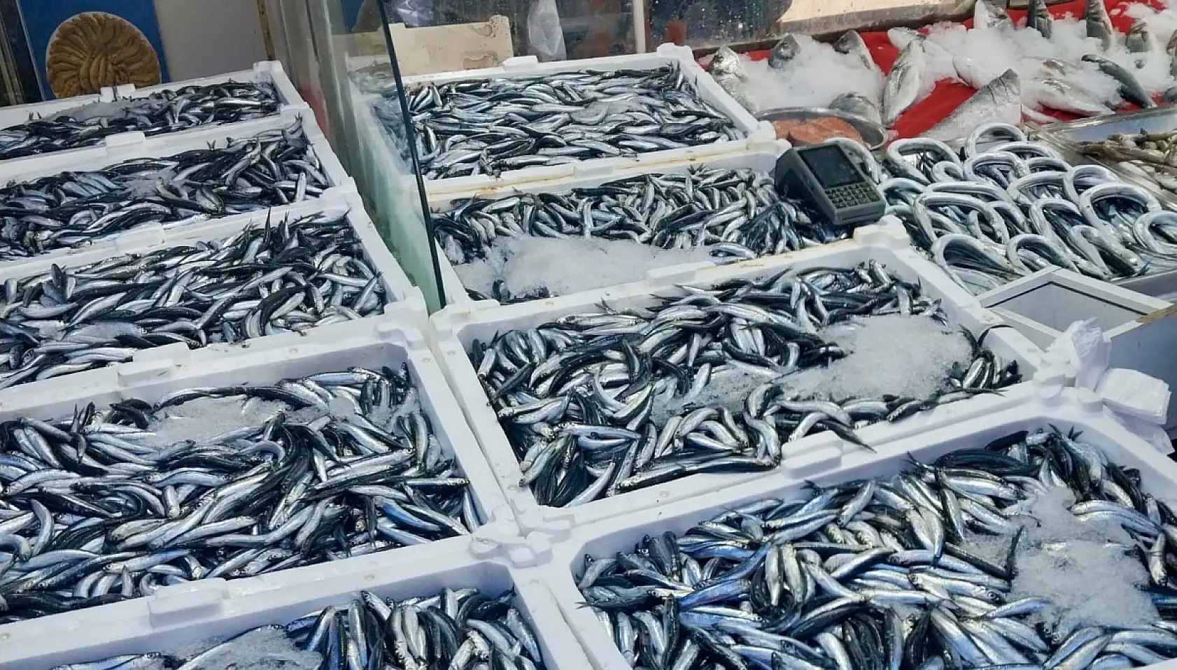 Hamsi tezgahta 100'üyor