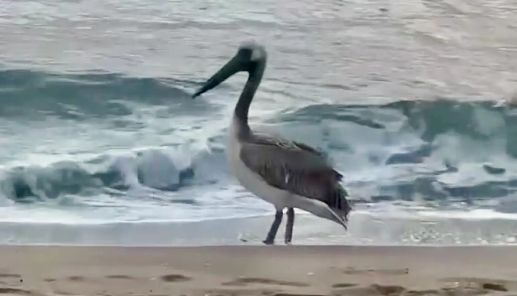 İnkumu sahilinde şaşırtan misafir