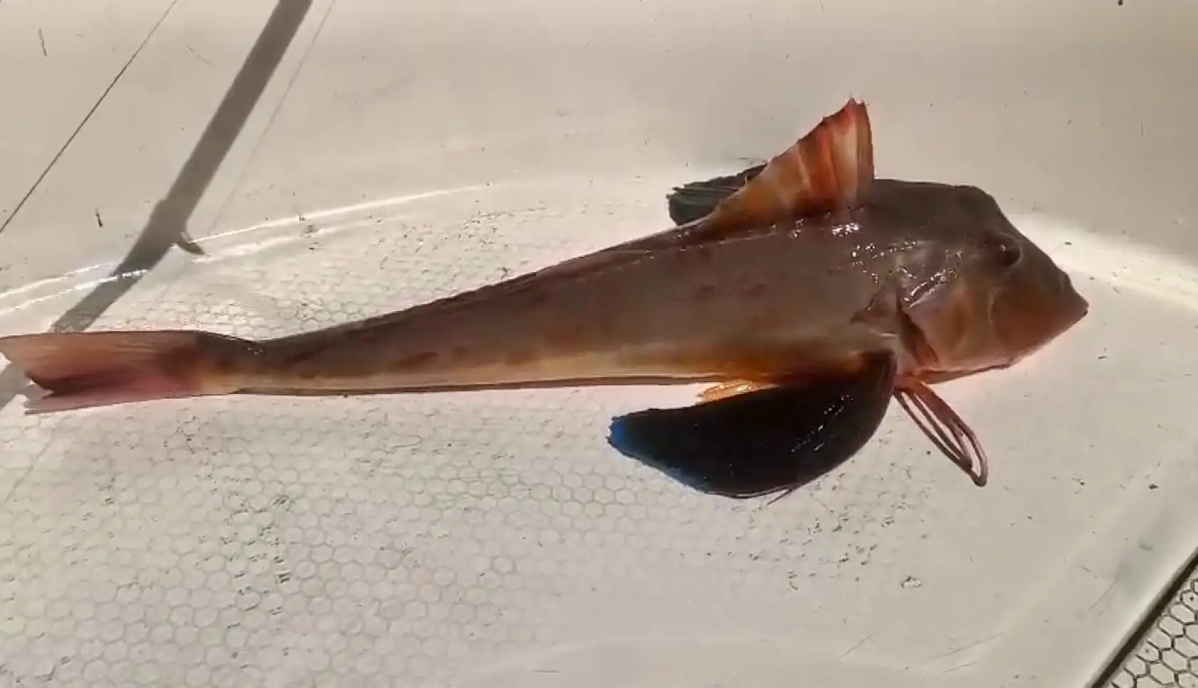 Mezgit beklerken büyük sürpriz