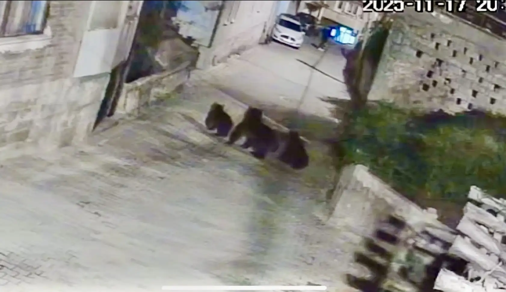 Amasra'da 3 Ayı Köye İndi!