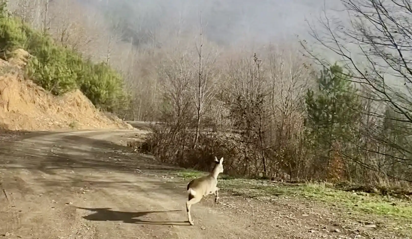 Yavru karaca su kanalına düştü
