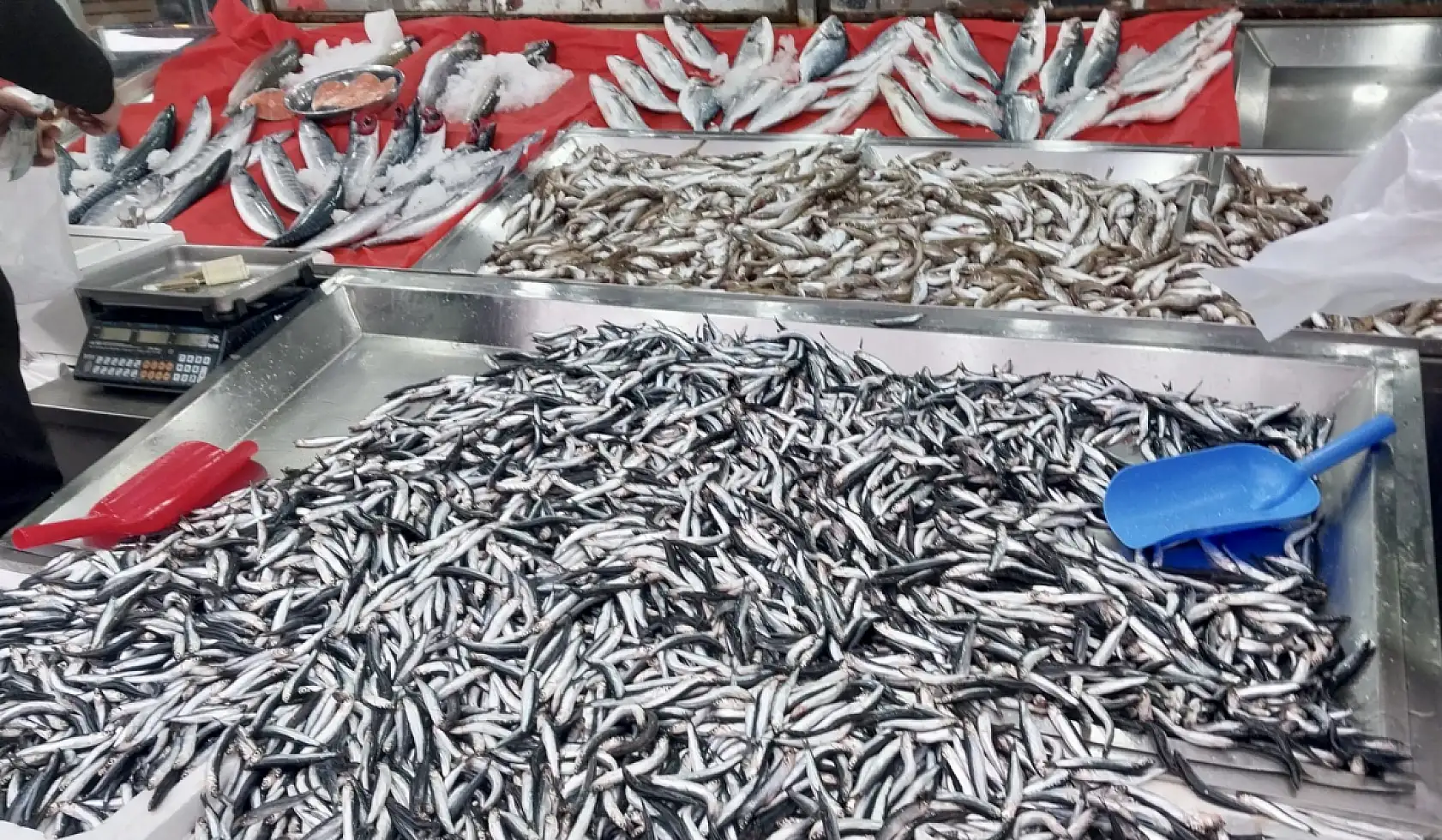 Palamut fiyatıyla fark attı