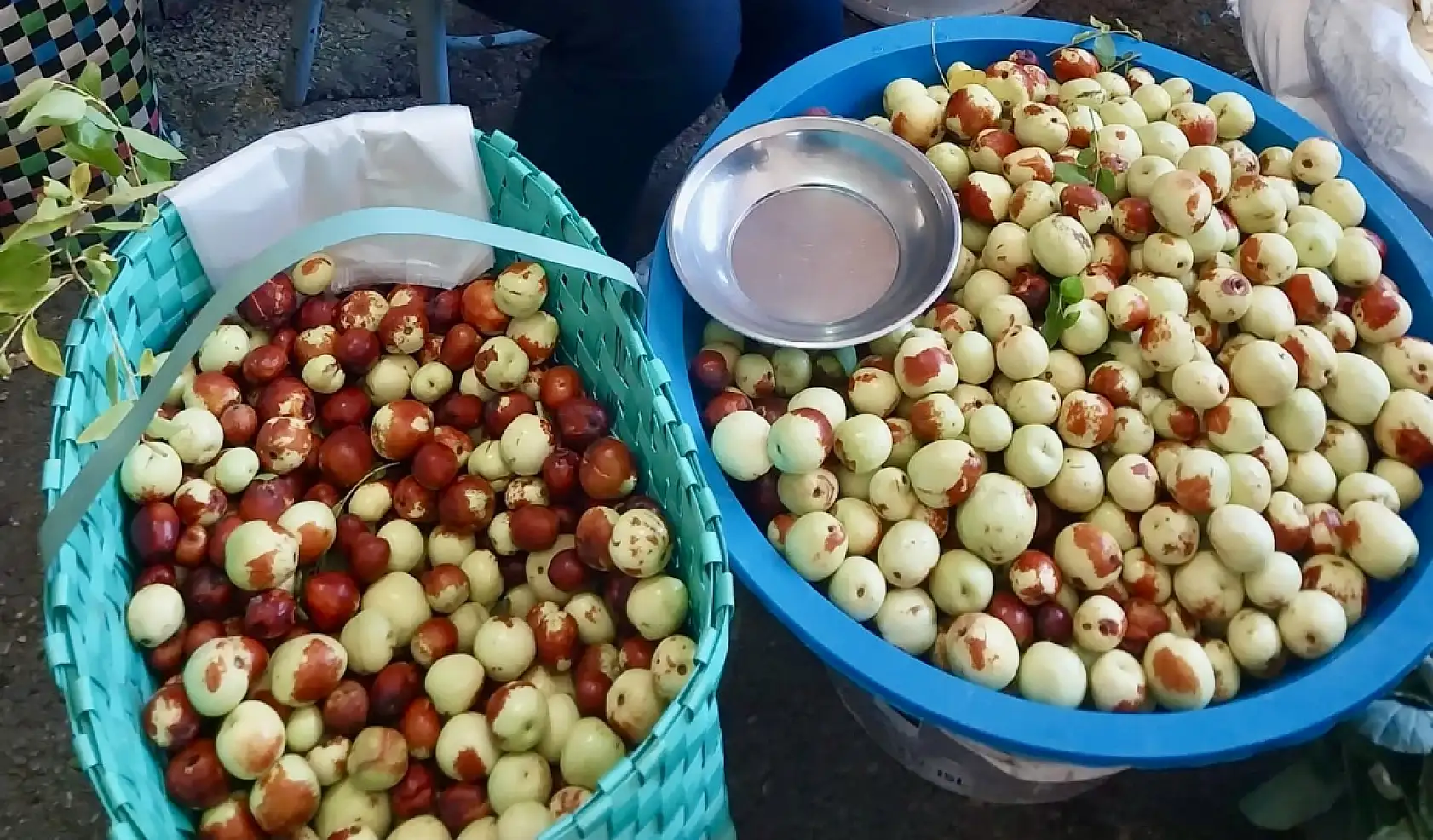 Hünnap sezonu açıldı