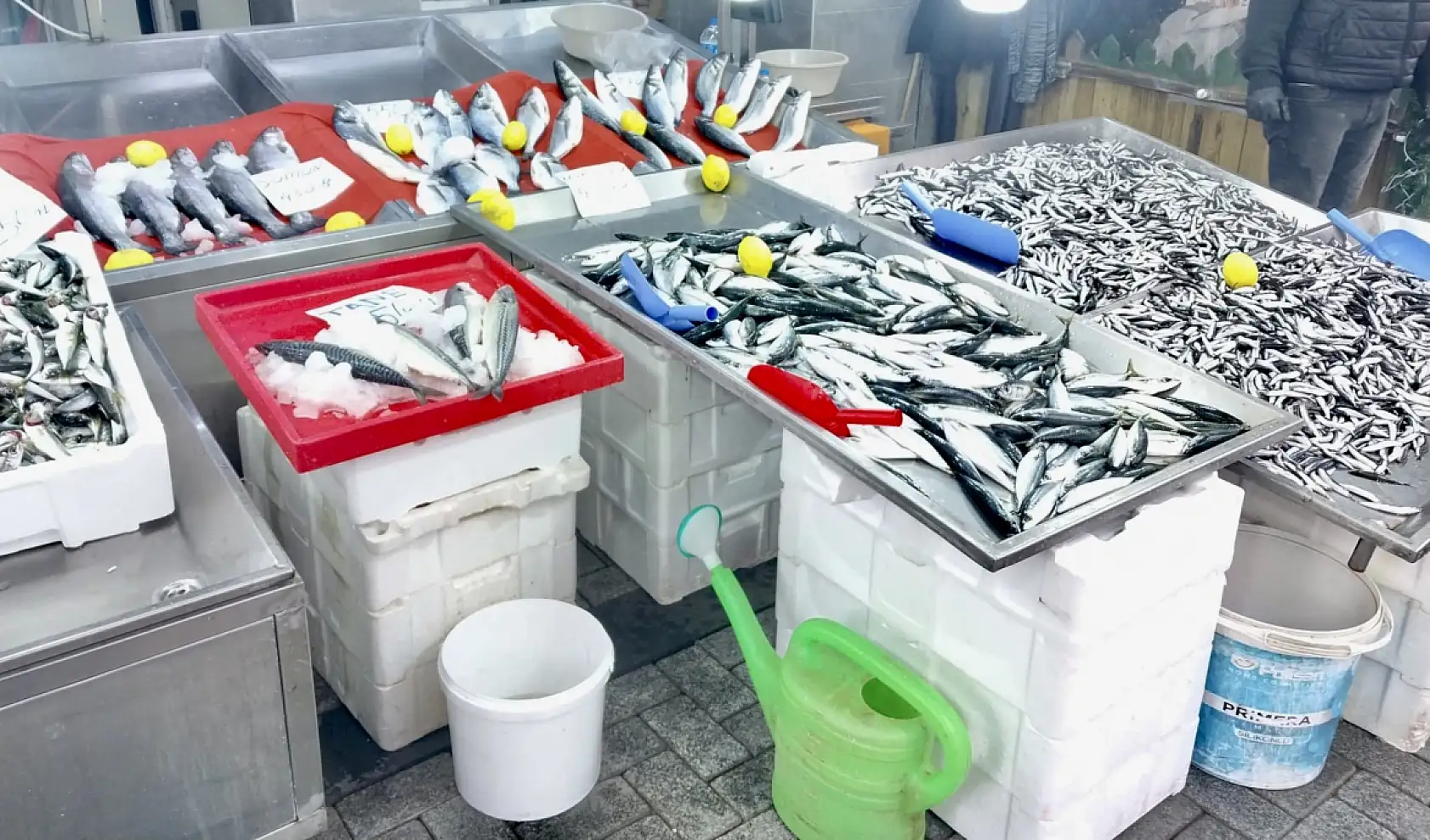 Palamut fiyatıyla fark attı