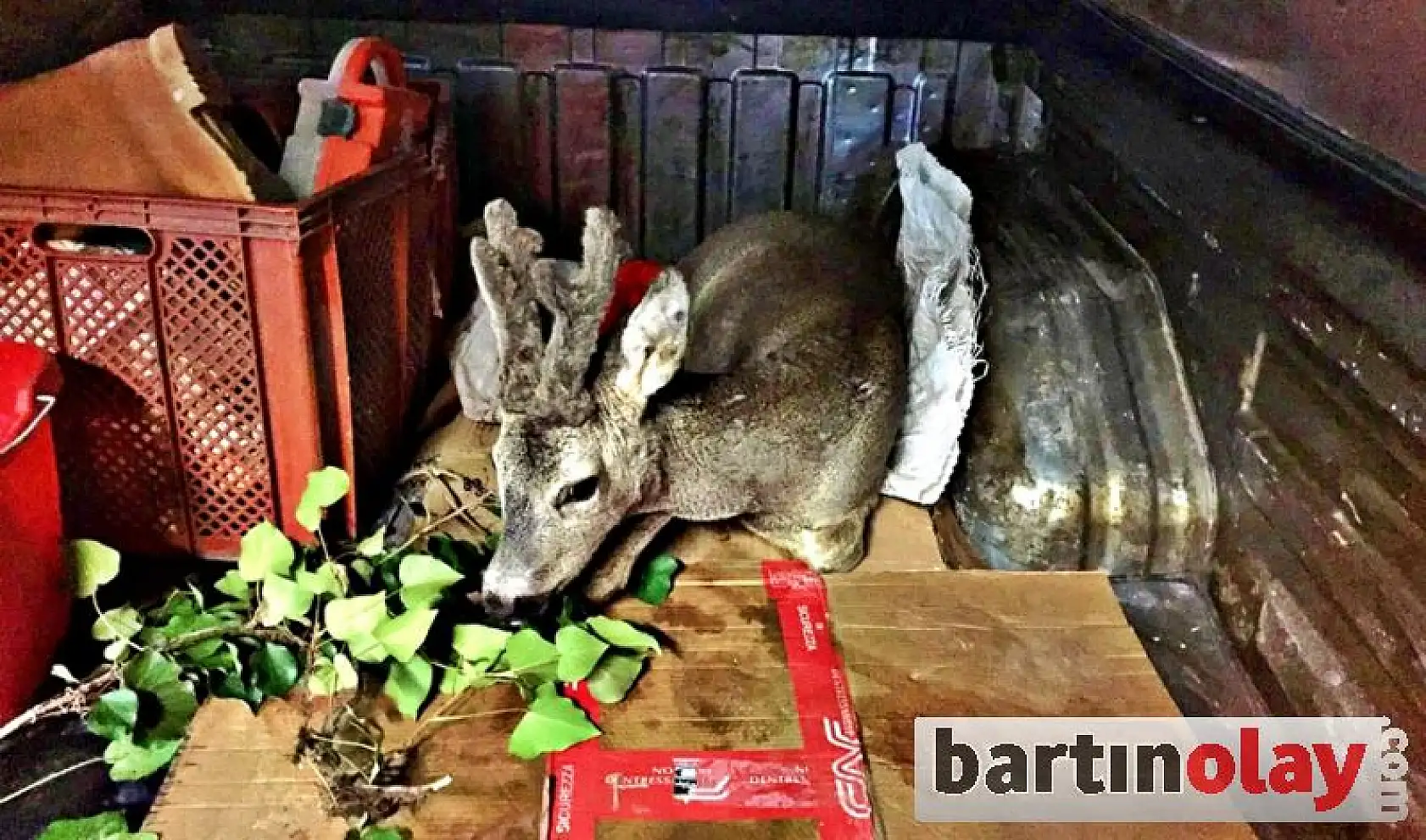 Yaralı Karaca Tedavi Edildi