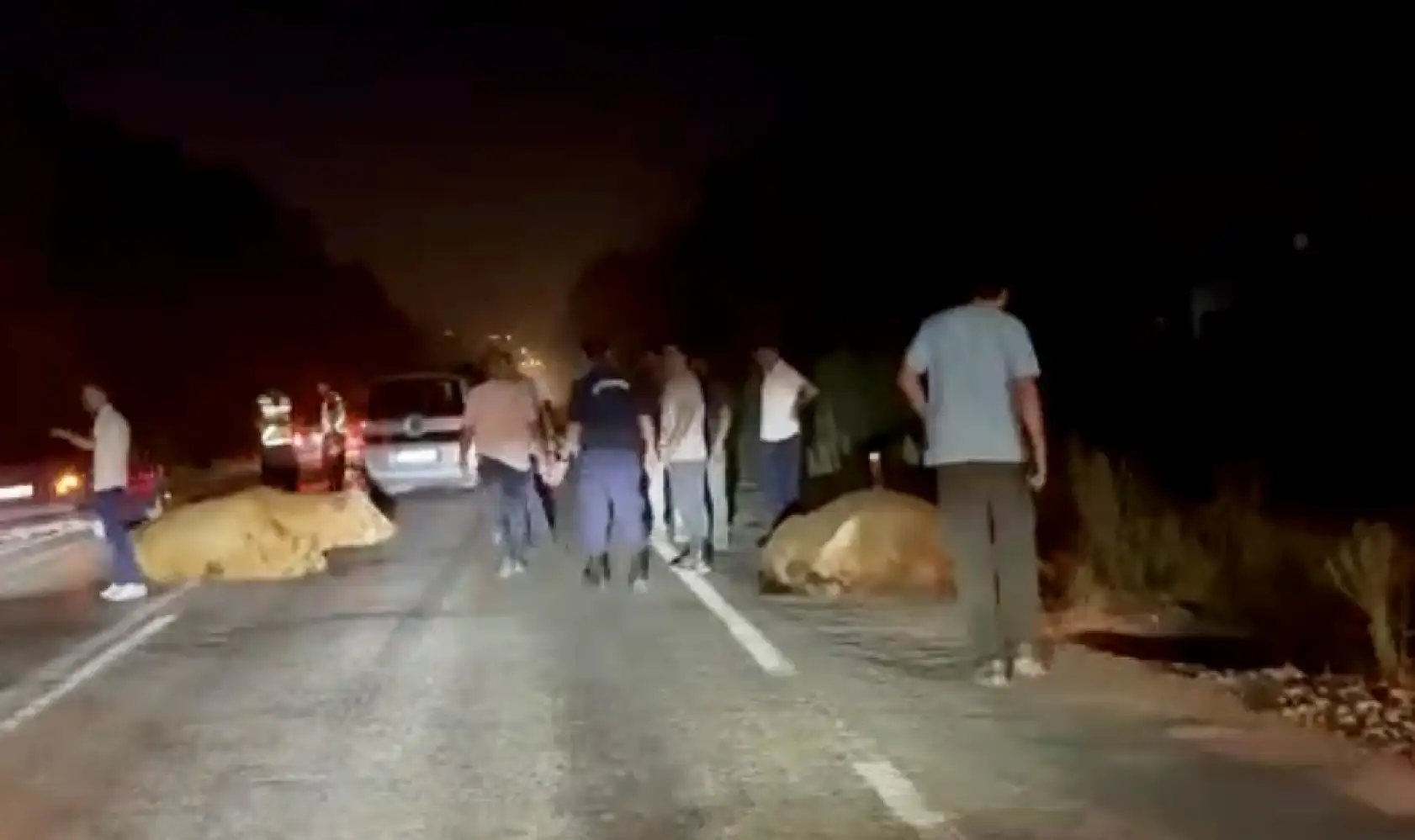 Üç hayvana birden çarptı