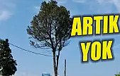 Amasra'nın Ağlayan Ağacı Artık Yok