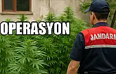 Jandarma tek tek tespit etti