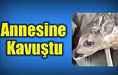 Ormanda duygulandıran kavuşma