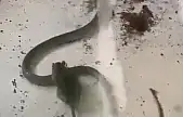 Yılan ve farenin kavgası kameraya yansıdı