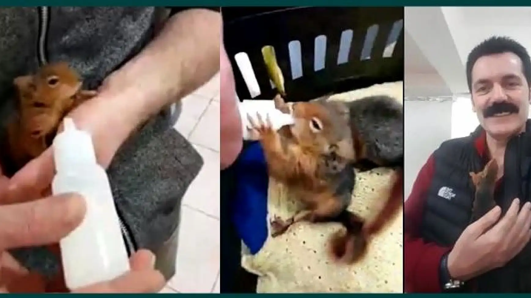 Sincap yavrularını biberonla besliyor