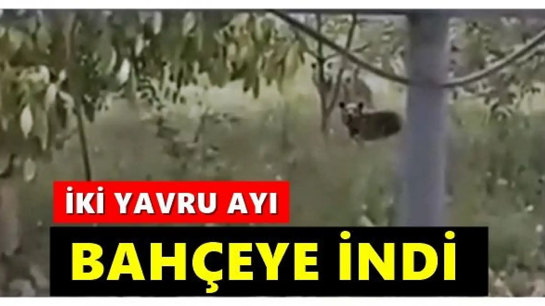 Yavru ayılar böyle görüntülendi