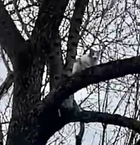 1 haftadır ağaçta mahsur