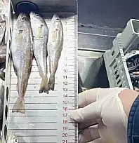 Balıklar boylarına varıncaya kadar ölçüldü