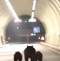 Bartın'da ayılar tünele girdi