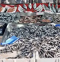 Denizden balık fışkırıyor