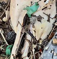 Ölüsü kıyıya vurdu