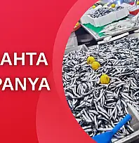 Hamsi bugün kampanyalı