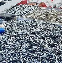 Hamsi tezgahta 100'üyor