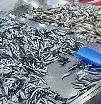 Hamsiye mezgite doyacaksınız