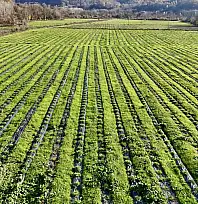 İşte doğal kanser ilacı