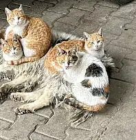 Kör ve sağır ama çok merhametli