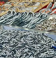 Mezgit kayığa çıkmıyor