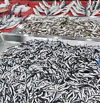 Palamut fiyatıyla fark attı