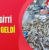 Tekir bugün çok farklı