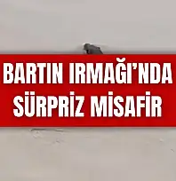 Tekneye çıkıp yiyecek aradı