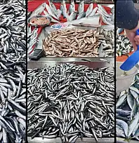 Tezgahlar tekrar şenlendi