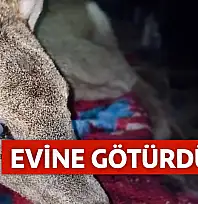 Yaralı karacayı çocuk gibi sevdi