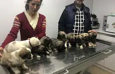 11 kangal yavrusu ilk aşılarını oldu