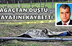 Ağaç budarken düşerek öldü