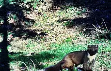 Ağaç sansarı Bartın'da ilk kez görüntülendi