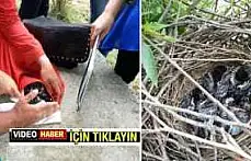 Ağaçkakan Yavruları Yuvalarından Düştü