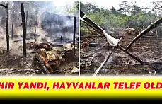Ahır yangınında 6 hayvan telef oldu