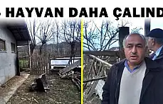 Ahırdan 4 hayvan çaldılar