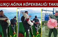 Amasra'da köpekbalığı yakalandı