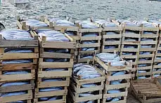 Amasra'da palamut bereketi