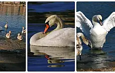 Amasra'nın yeni misafirleri kuğular oldu