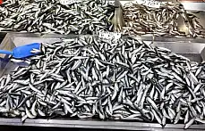 Balıkçı tezgahlarının yeni gözdesi sardalya